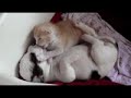 THE SWEET CAT AND DOG  #CAT #DOG #shortvideo #short