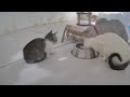 🤣 New Funny Cats and Dogs Videos 😅 Best Funny Cats Videos 2024 😘😅