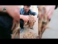 How China raises and harvests giant hornets - Giant Hornet Harvesting Techniques