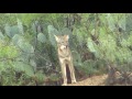 Coyote Howling in Mexico