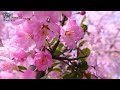 🇯🇵4K Top40 Kyoto Travel Guide 京都観光名所40選 Japanese garden 旅行 四季 スポット 桜 紅葉 新緑 青もみじの名所 額縁庭園 和風庭園 絶景 日本庭園