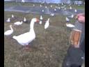 Feedin the Ducks