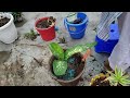 Dumb cane plant repotting #gardenideas