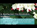 20 Best Perennial Flowering Vines and Climbers