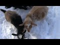 Mini Goats See Snow for the First Time!