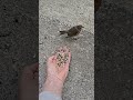 Proper video of a  robin feeding from my hand