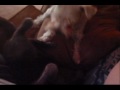 True Love - Cat Loves Dog