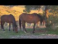 Wild Horses Stop By Rachel's Ranch