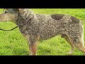 7 Blue Heeler Puppy Training Tips - Australian Cattle Dog Training