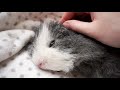 Guinea Pig Lap Time Routine: How to Cuddle With Your Pigs!