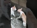 Amazing cat fight video
