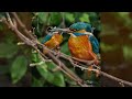 Photo's of the kingfisher at Prestatyn duck pond