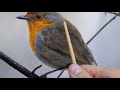 #106 How To Paint a Bird | Oil Painting Tutorial