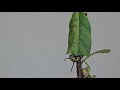 Monarch Eating Milkweed Leaf