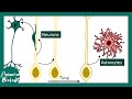 Neurulation | Neurogenesis | Neural tube folding | USMLE | Neurology