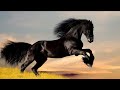 You Never Guess the Price of this Horse | Most Expensive Horse in the World