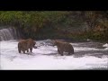 Katmai Brooks Falls Cam. Bear #164 wants bear # 747 fish. 08.10.2024