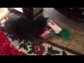 Crazy Christmas cat!!!! Loves catnip toys