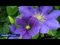 Selecting clematis for planters, pots and containers