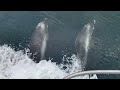 Dolphins playing in front of a boat | FotoStil