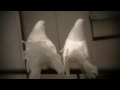 Doves' Love