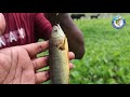 কৈ মাছ ধরার টোপ বানানোর গোপন ও সঠিক নিয়ম | Best Fishing Secret Method