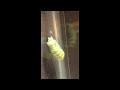 Swallowtail caterpillar shedding larval skin to reveal chrysalis