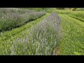 Butterflies in Lavender Field