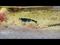 How To Clean Used Aquariums With Vinegar - THE ULTIMATE AQUARIUM CLEANER!