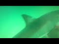 Great white shark attacks seal