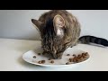 30 minute Compilation | Cat Eating Dry Food | ASMR 🎧