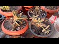 How to plant Succulents after purchasing online || Best potting mix and tips for healthy growth