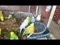 Love Birds Beat the Heat: Cooling Down with Refreshing Baths! 💦 | My Pets My Garden
