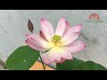 How to grow lotus from seed for beginners, fast and easy