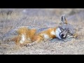 16 Amazing Fox Species