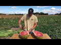 Massive 55 Pound Watermelon Goes VIRAL