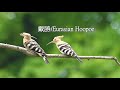 戴勝/Eurasian Hoopoe