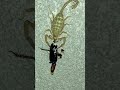 Arizona Bark Scorpion eating a beetle’s leg