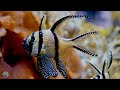 Aquarium 4K VIDEO (ULTRA HD) 🐠 Beautiful Coral Reef Fish - Peaceful Music & Colorful Marine Life #17