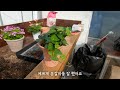 [4K] Visit the charming Korean plant shopping center