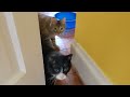 Clever cat Max looks around, opens door when he & his sister Mint are supposed to stay inside
