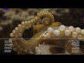 If Your Hands Could Smell, You’d Be an Octopus | Deep Look