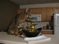 Bengal Cat Drinks from Fountain