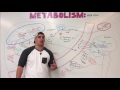Metabolism | Urea Cycle