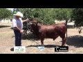 Criadores de Ganado Beefmaster Ep2 Cap 300