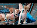 ORANGE TABBY BABY KITTENS | CATS 😻