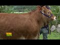 Tierra Fértil Tv-Ganado Limousin de alta genética (30.09.23)