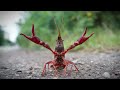 Little World, Giant Bugs - Orbis Pogona