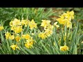 Spring has Arrived // Fujifilm XT4 // Cinematic