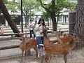 Feeding the Nara Deer